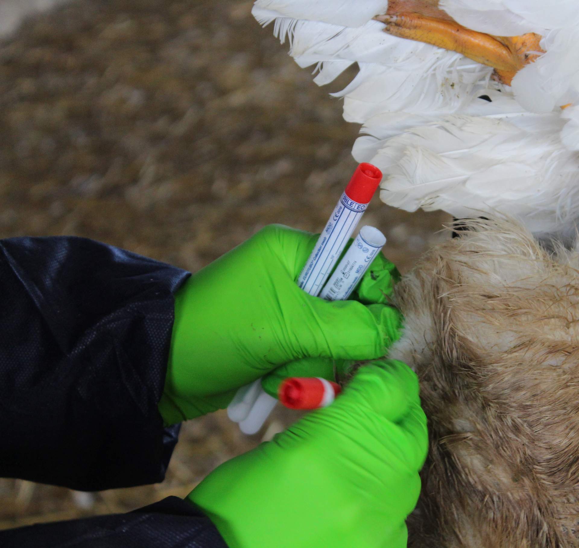 Examen cloacal. Photo : ENVT