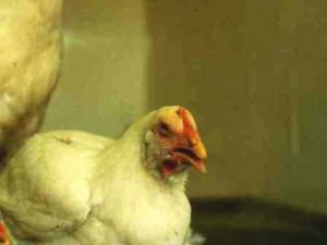 Poulet en détresse respiratoire lors d’un épisode de coryza infectieux (Photo: ENVT)