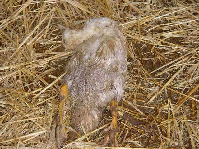 Riemerellose : canard mulard ne se déplaçant plus, avec les pattes en arrière - photo : ENVT