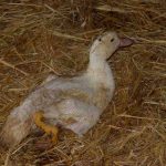 Riemerellose : canard mulard avec la tête renversée - photo : ENVT