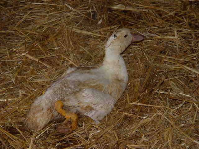 Riemerellose : canard mulard avec la tête renversée - photo : ENVT