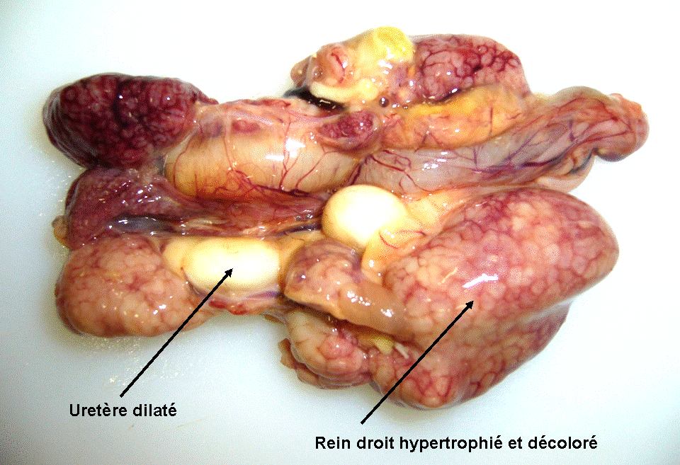 Bronchite infectieuse du poulet de chair : Néphrite aigue (ENVT)