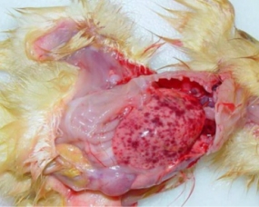 Duckling viral hepatitis                                  